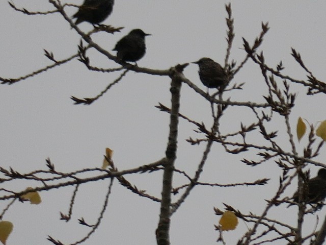 špaček obecný - ML644664880