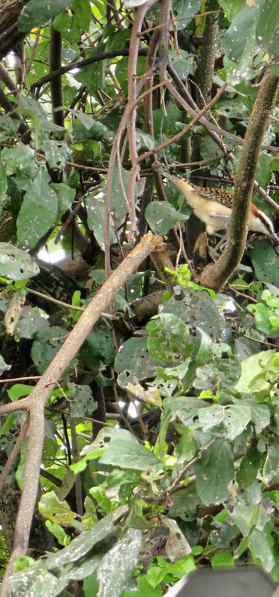 Rufous-backed Wren - ML644664886