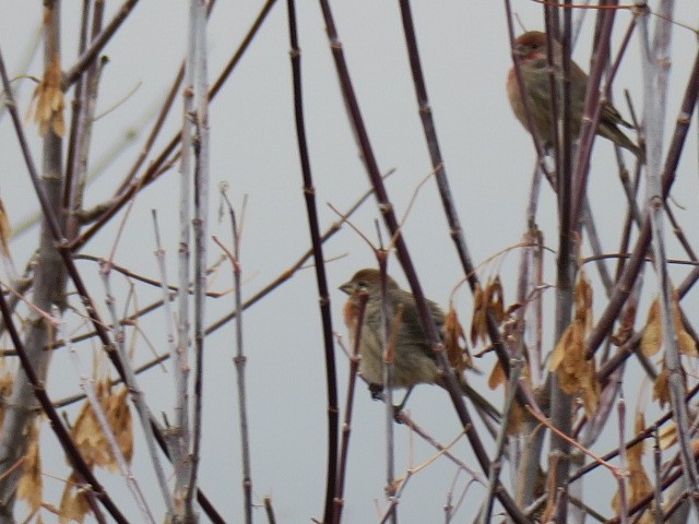 Ev Çütresi - ML644664888