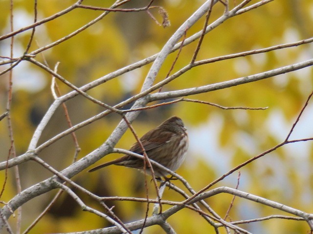 Ötücü Serçe - ML644664896