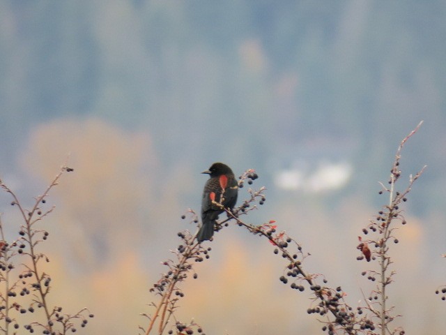 Al Kanatlı Karatavuk - ML644664905