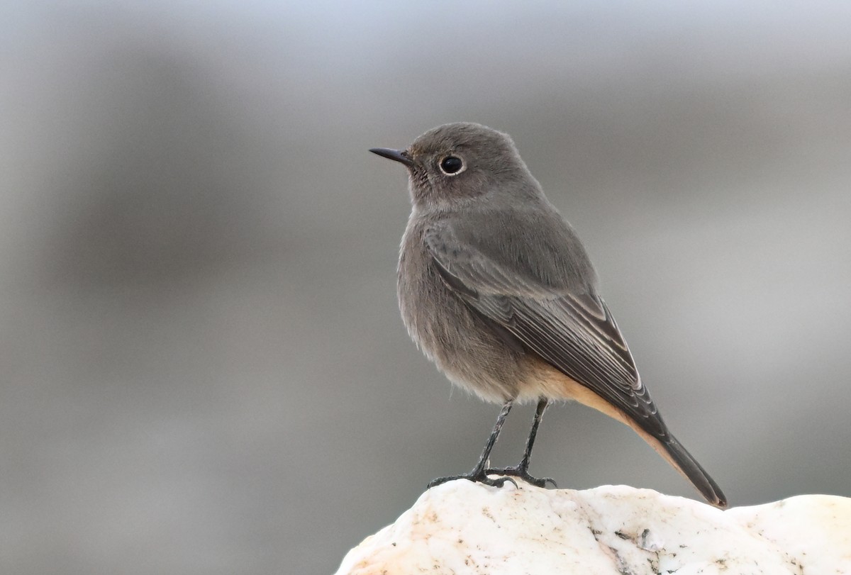 Black Redstart - ML644664906