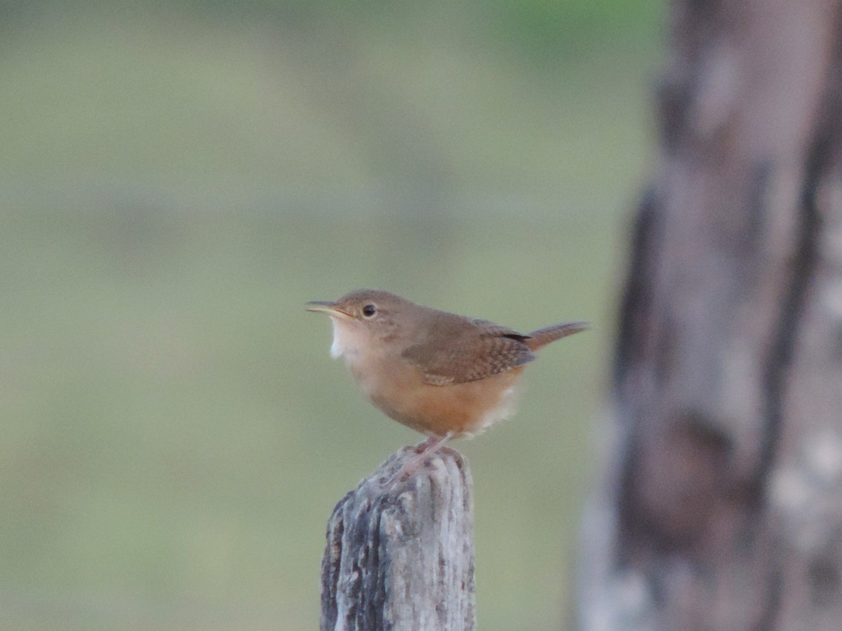 Southern House Wren - ML644664911