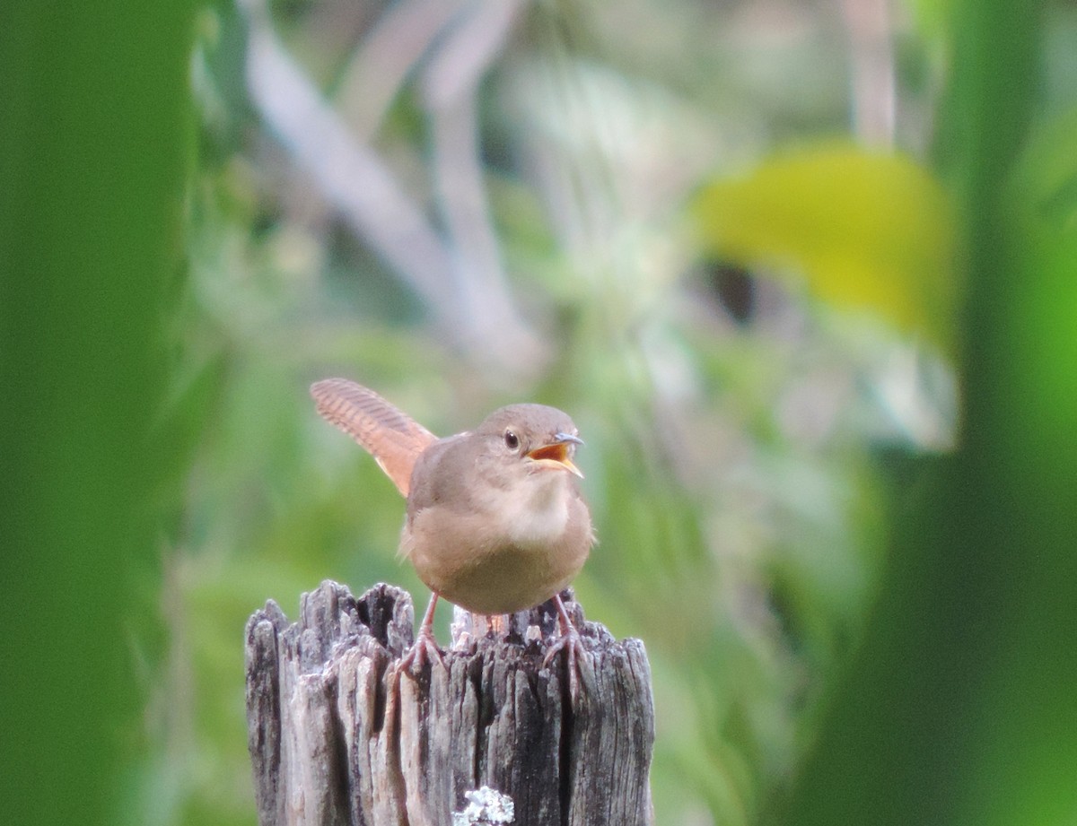 Southern House Wren - ML644664912
