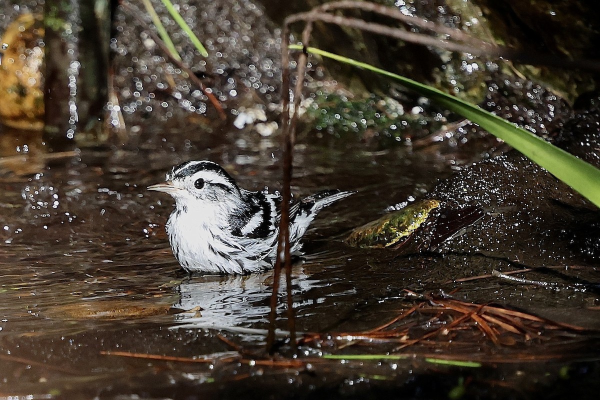 Black-and-white Warbler - ML644664920