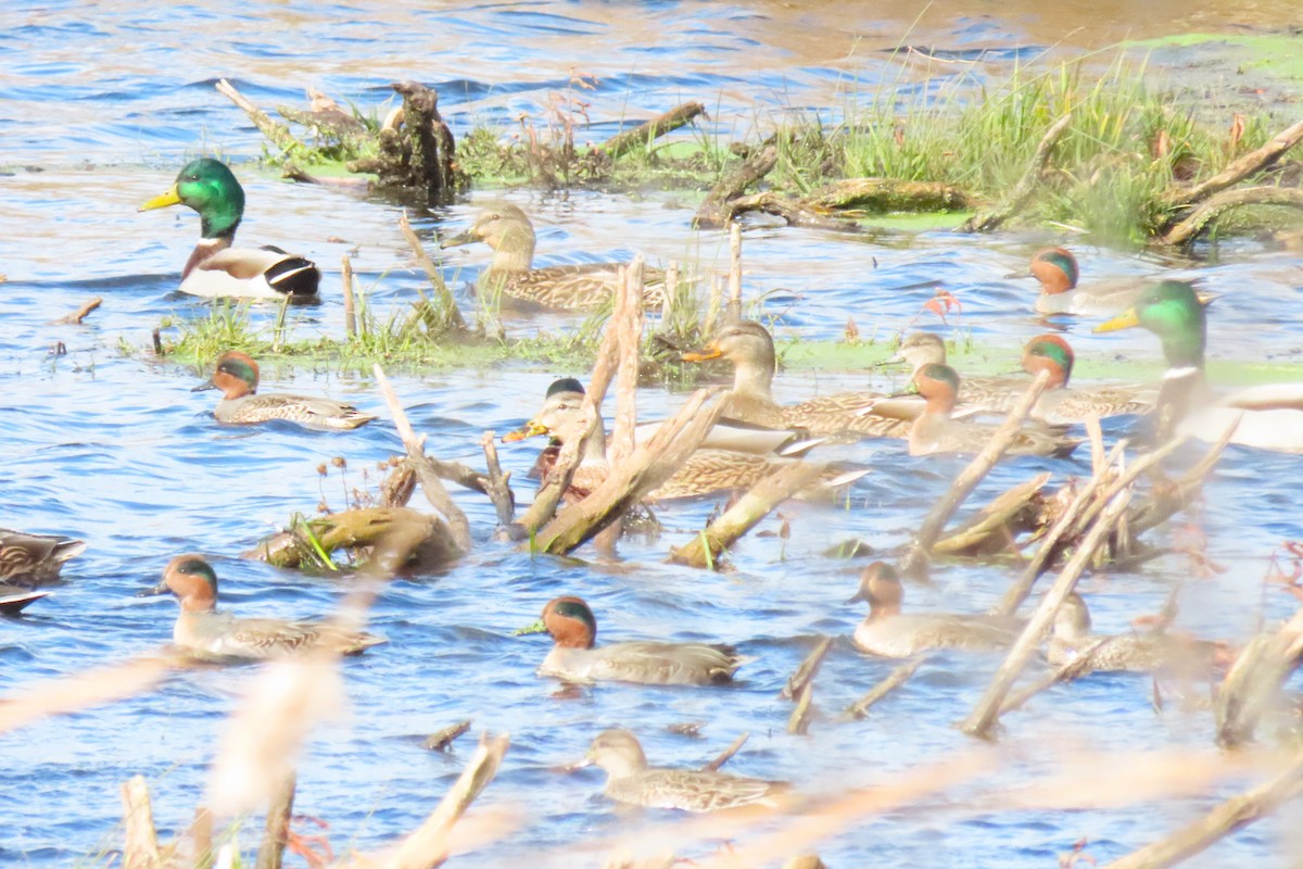 Ногоохон нугас - ML644664926