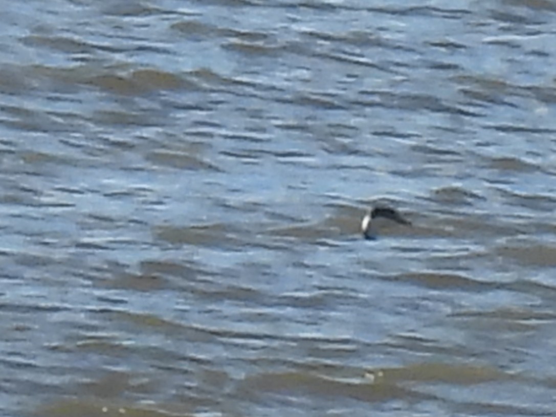 角鸊鷉 - ML644664933