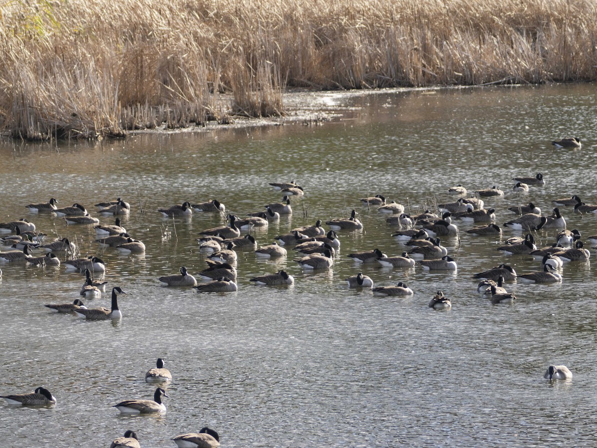 Bernache du Canada - ML644664936