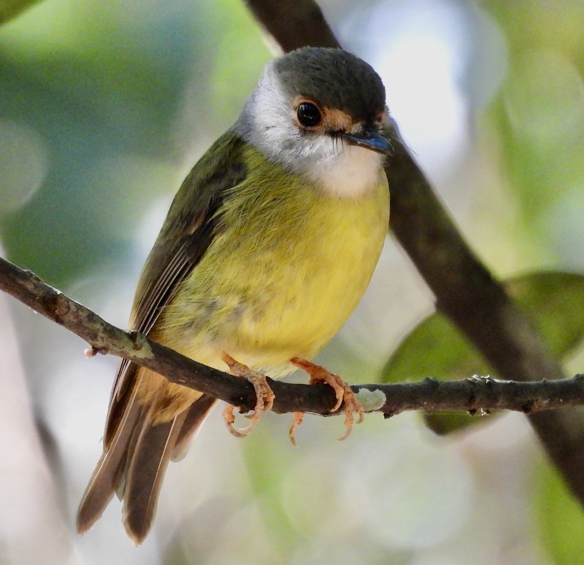 Pale-yellow Robin - ML644664938