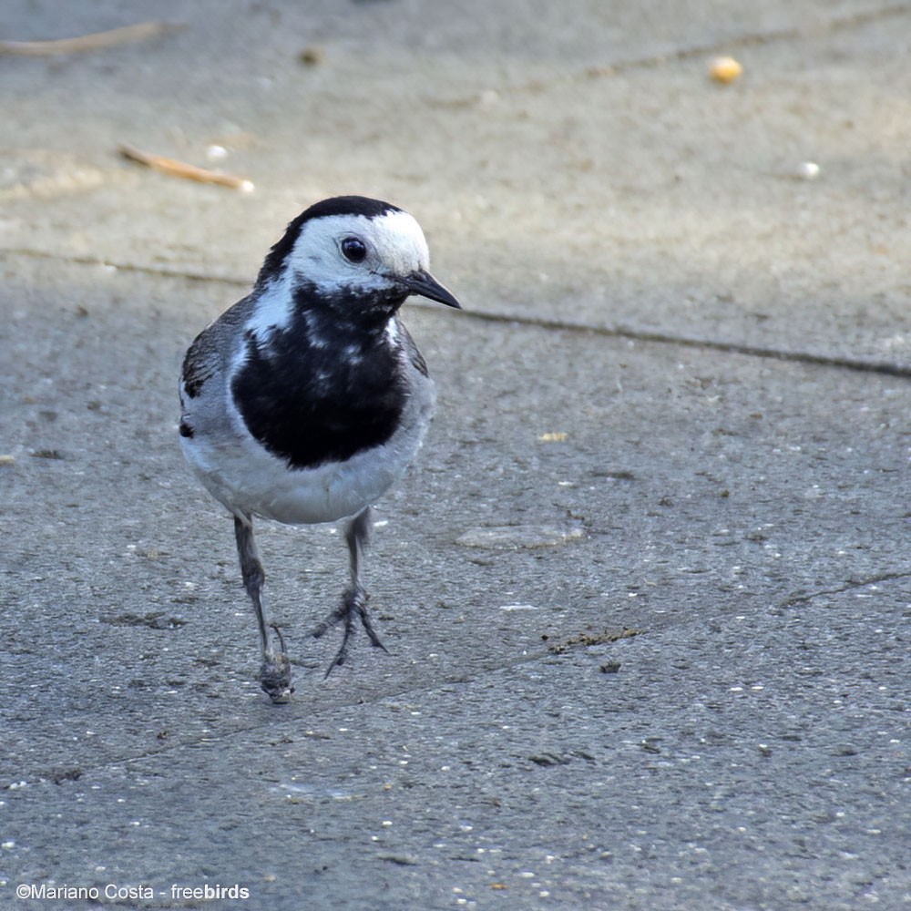 konipas bílý - ML644664948