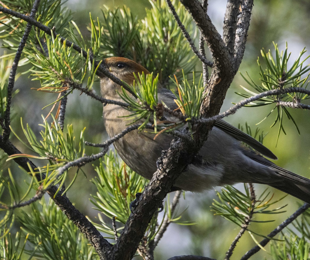 Pine Grosbeak - ML644664949