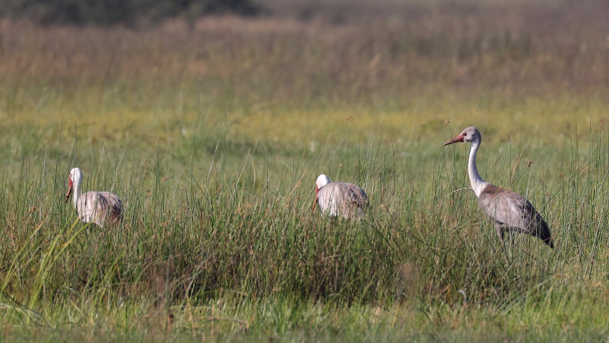 Kurrilo biboteduna - ML644664955