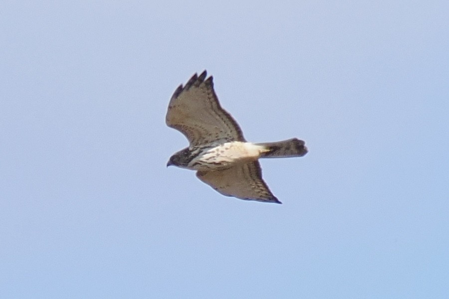 Broad-winged Hawk - ML644664958