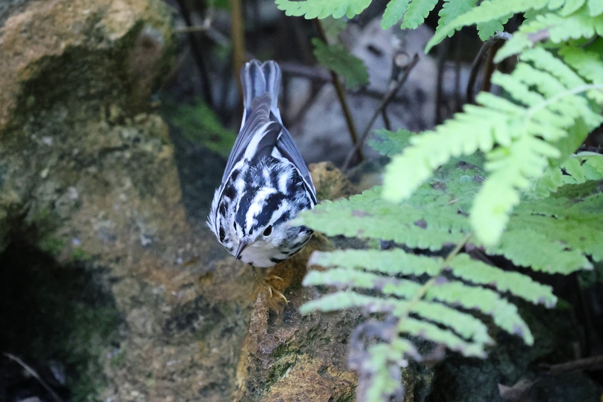 Black-and-white Warbler - ML644664967