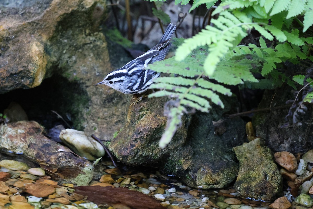 Black-and-white Warbler - ML644664976