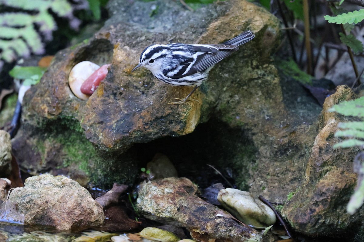 Black-and-white Warbler - ML644664979