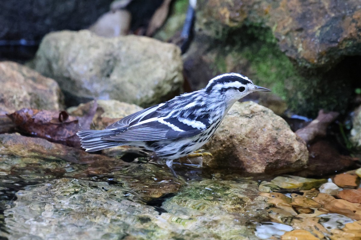 Black-and-white Warbler - ML644664981