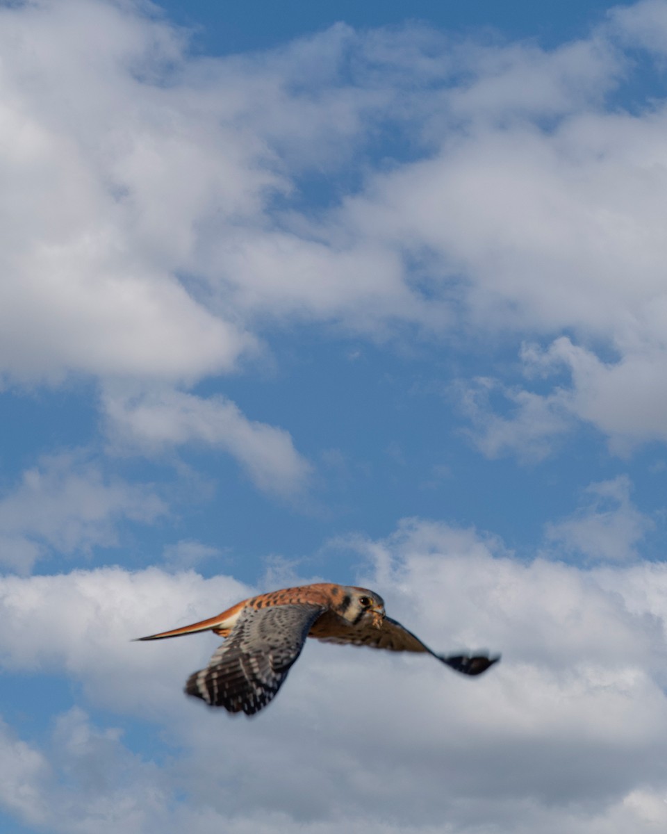 American Kestrel - ML644664987