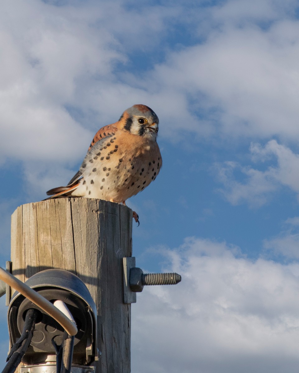 American Kestrel - ML644664988