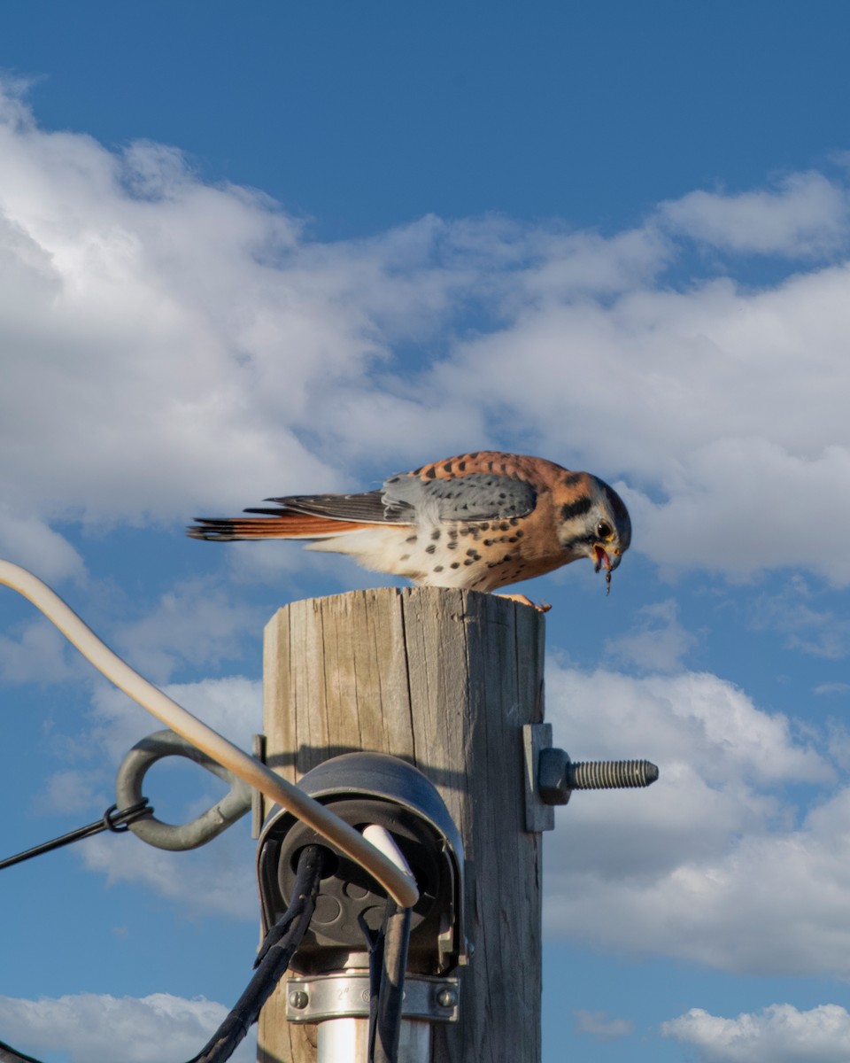 American Kestrel - ML644664989