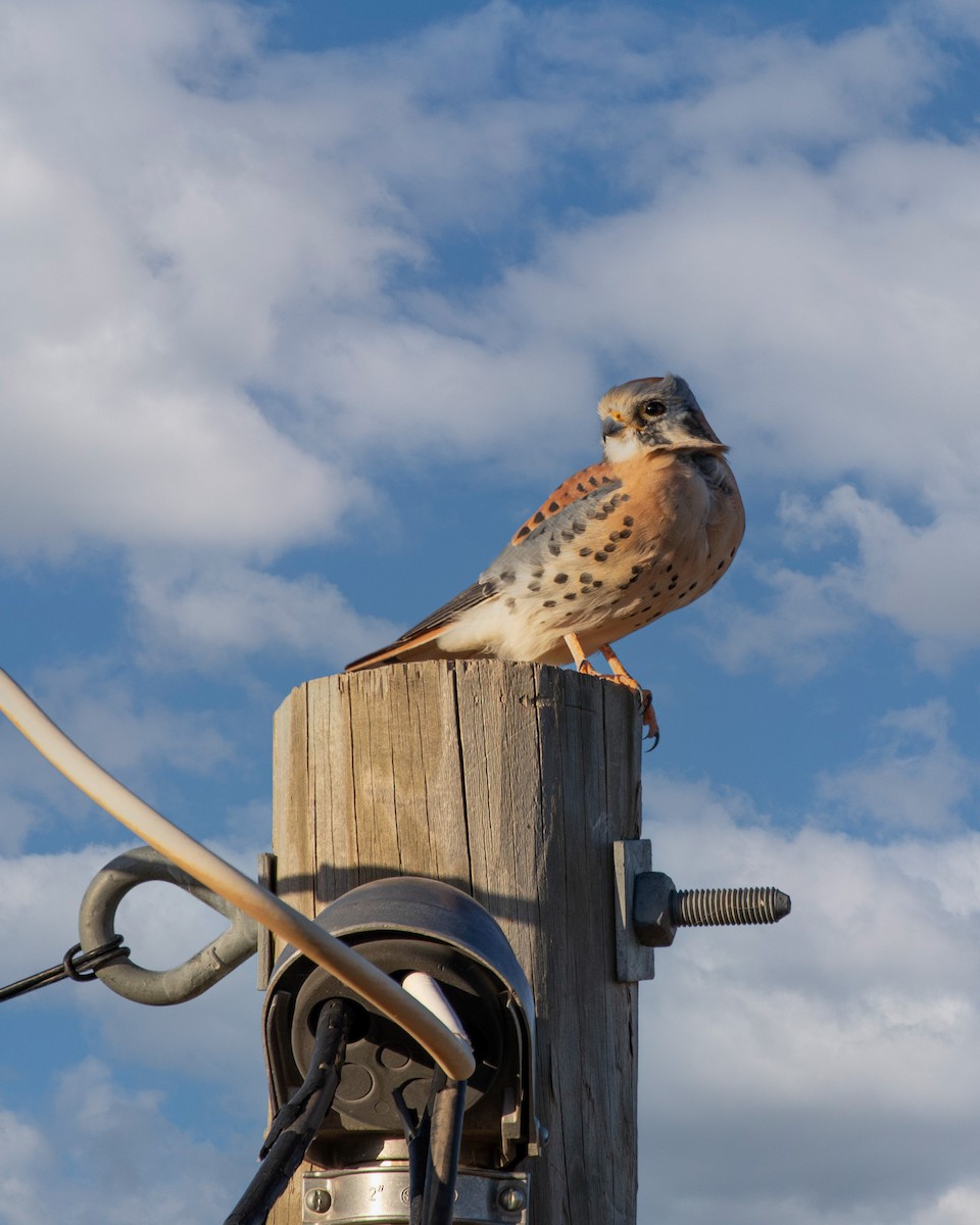 American Kestrel - ML644664990
