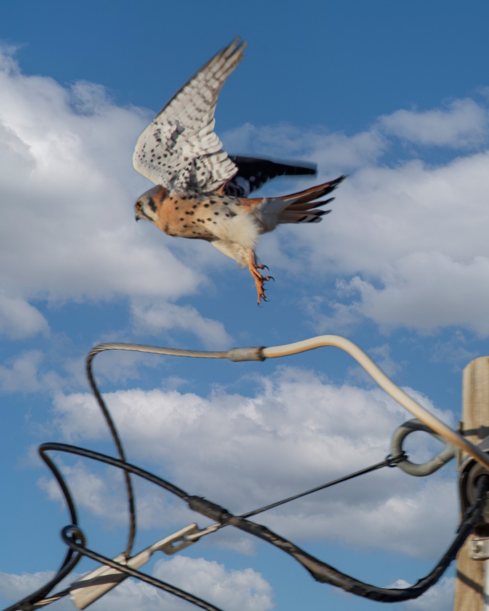 American Kestrel - ML644664991