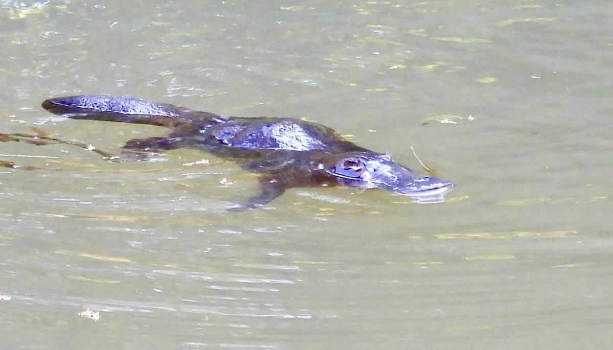 Platypus - ML644664992