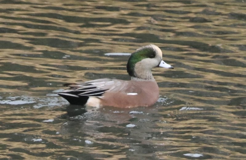 Свищ американський - ML644665006