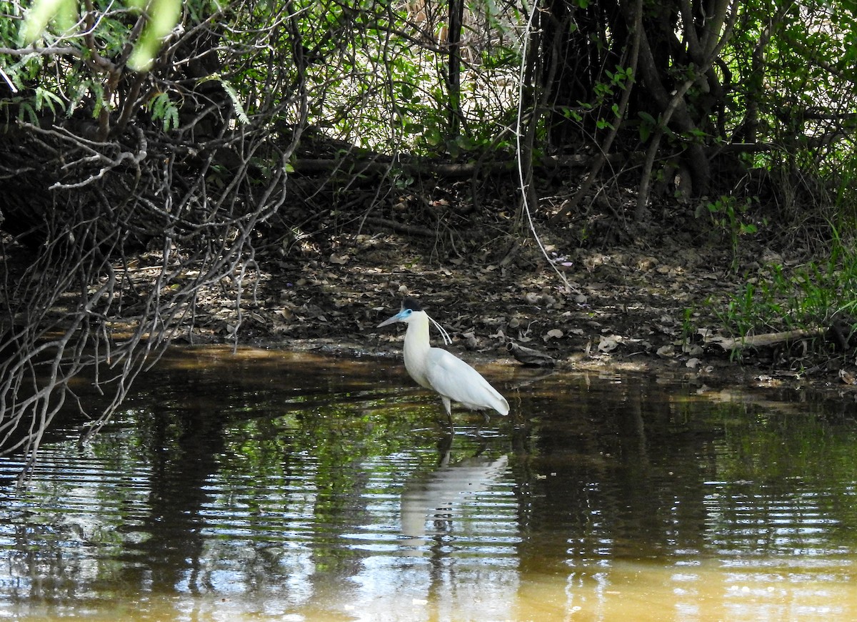 Capped Heron - ML644665009