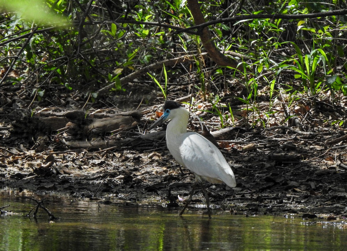 Capped Heron - ML644665010