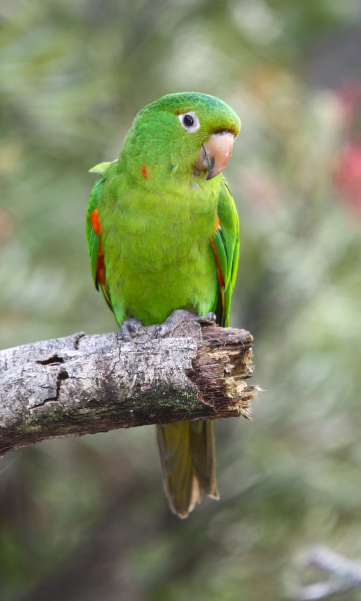White-eyed Parakeet - ML644665022