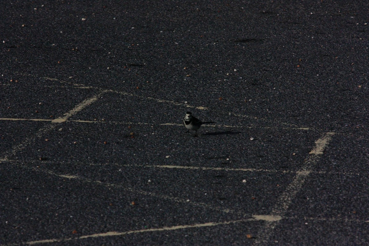 konipas bílý - ML644665028