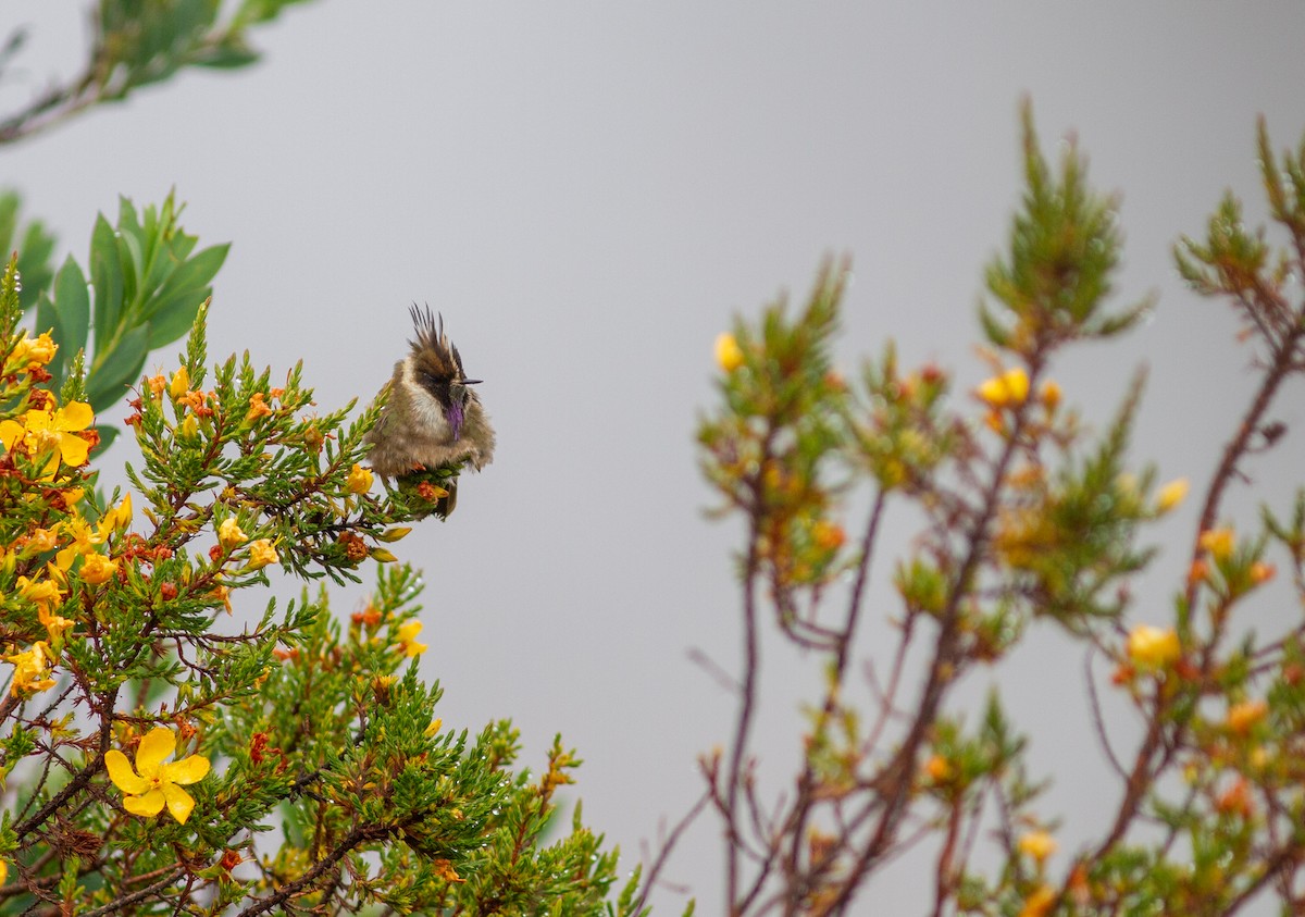 Buffy Helmetcrest - ML644665036