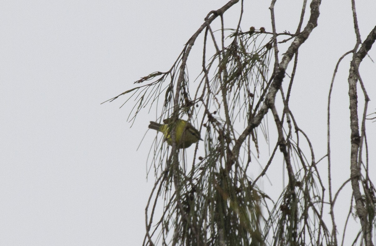 Mosquitero Isleño - ML644665061