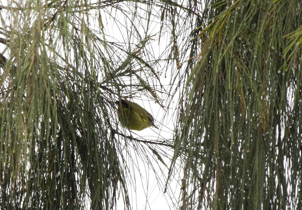 Mosquitero Isleño - ML644665062