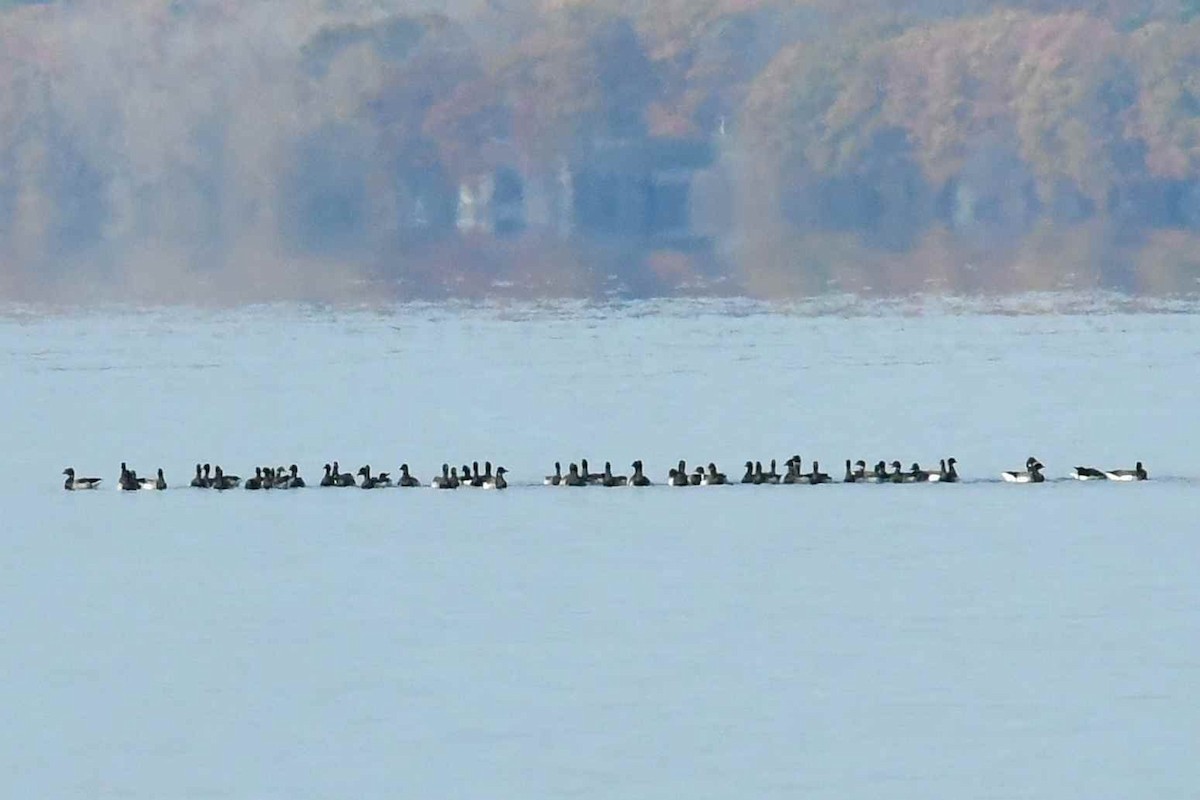 ringgås - ML644665063