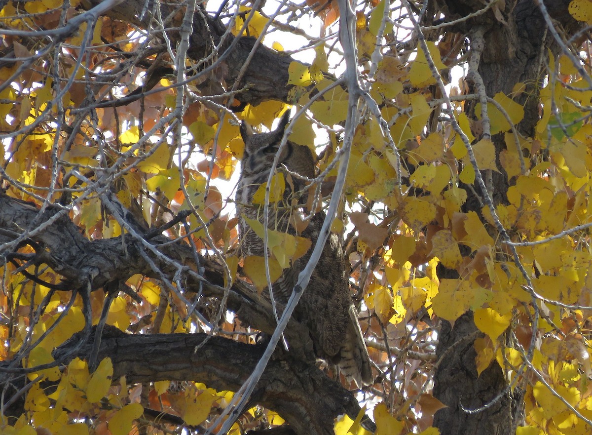 Great Horned Owl - ML644665079