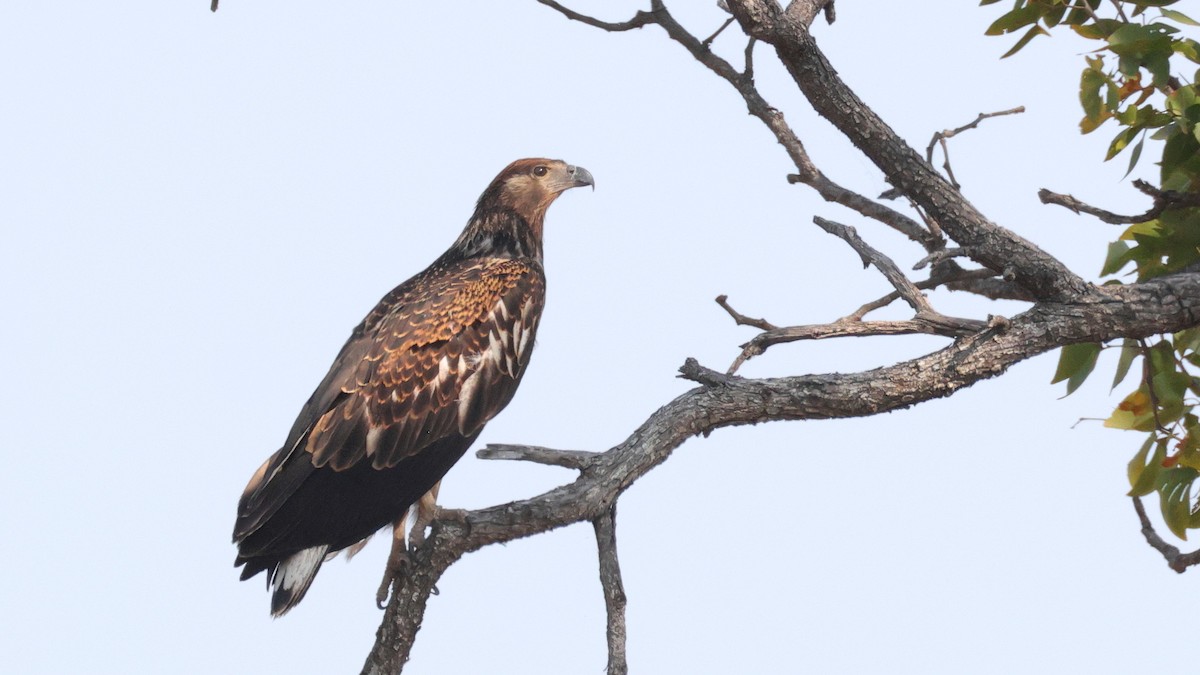 flodørn - ML644665093