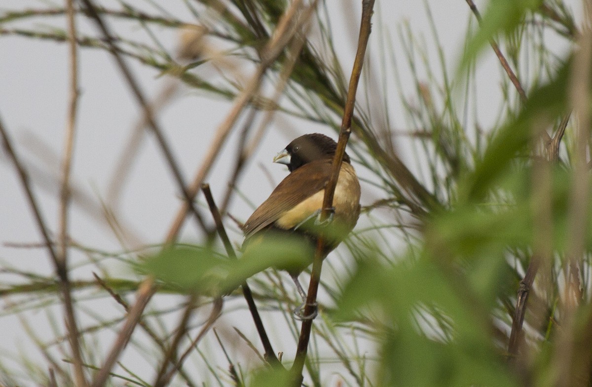 Hooded Munia - ML644665102