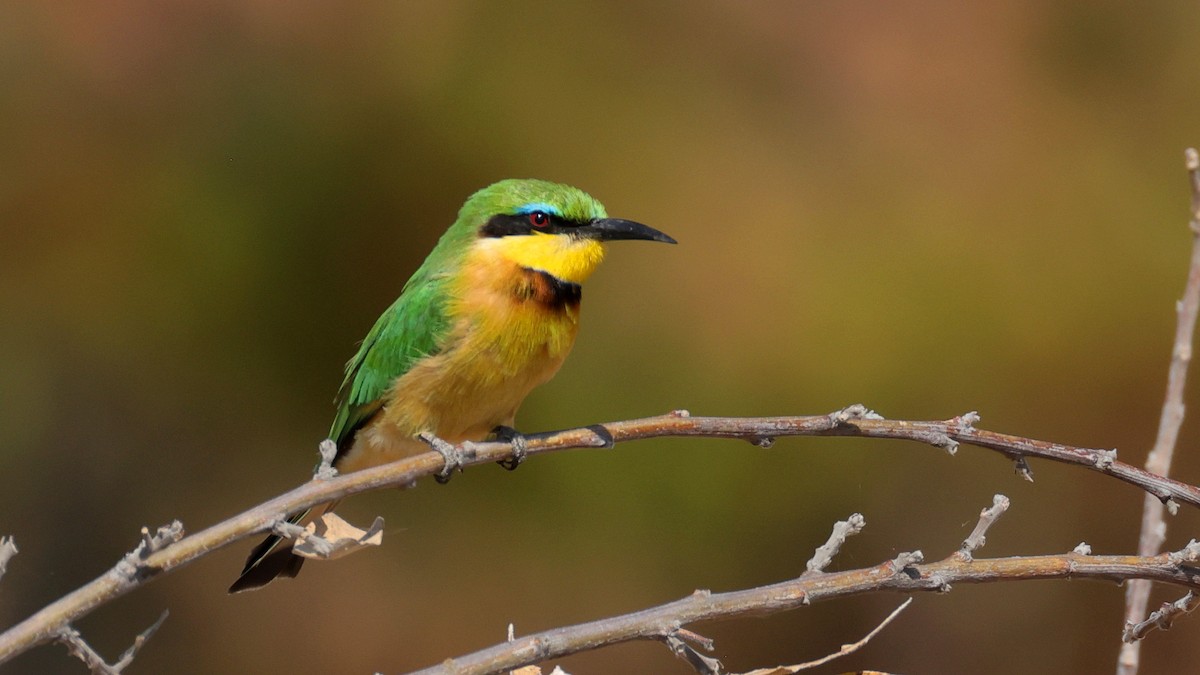Little Bee-eater - ML644665120
