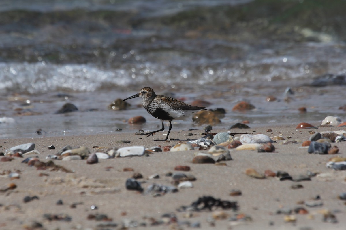 Dunlin (alpina/centralis) - ML644665121