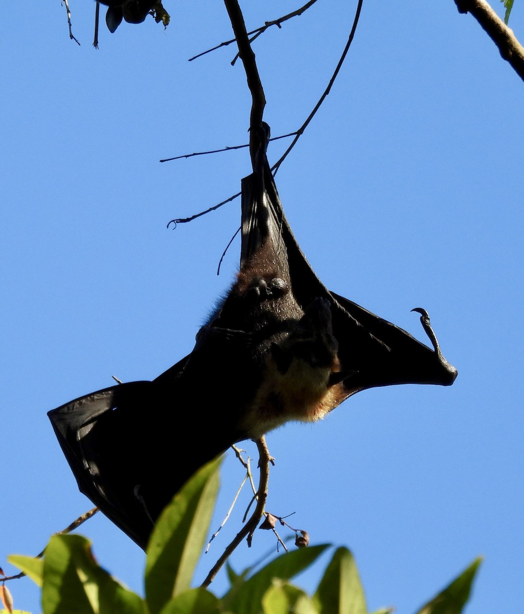 Flying-foxes - ML644665123