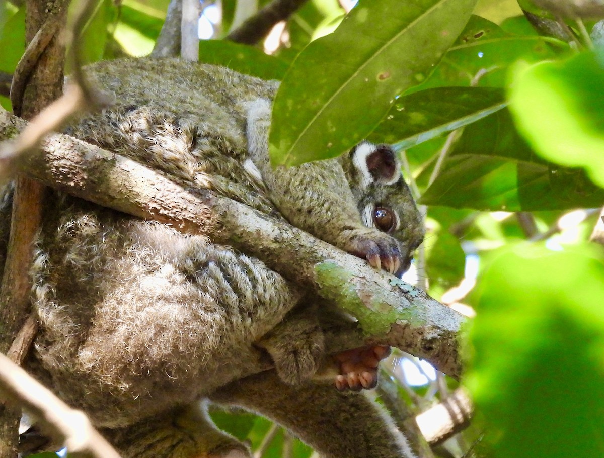 Green Ringtail - ML644665124