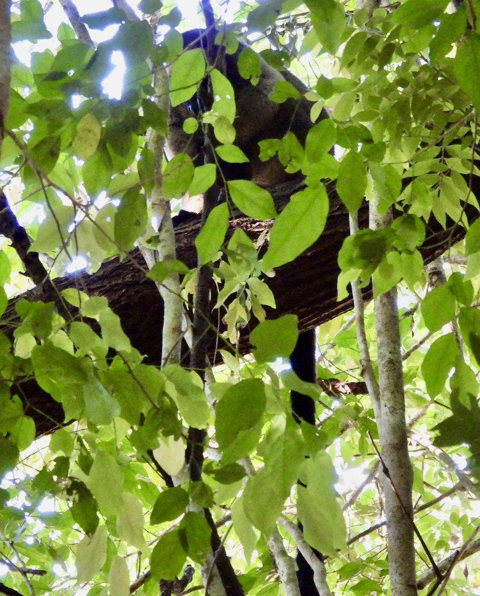 Tree Kangaroos - ML644665125