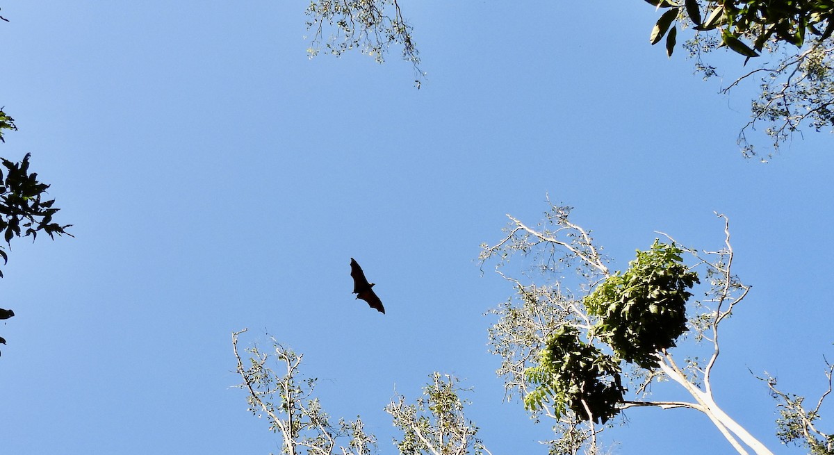 Flying-foxes - ML644665127