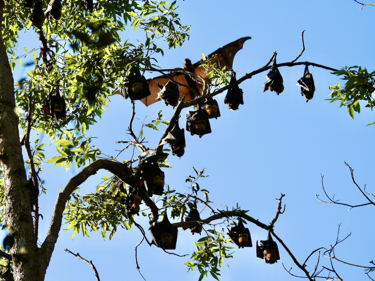 Flying-foxes - ML644665128