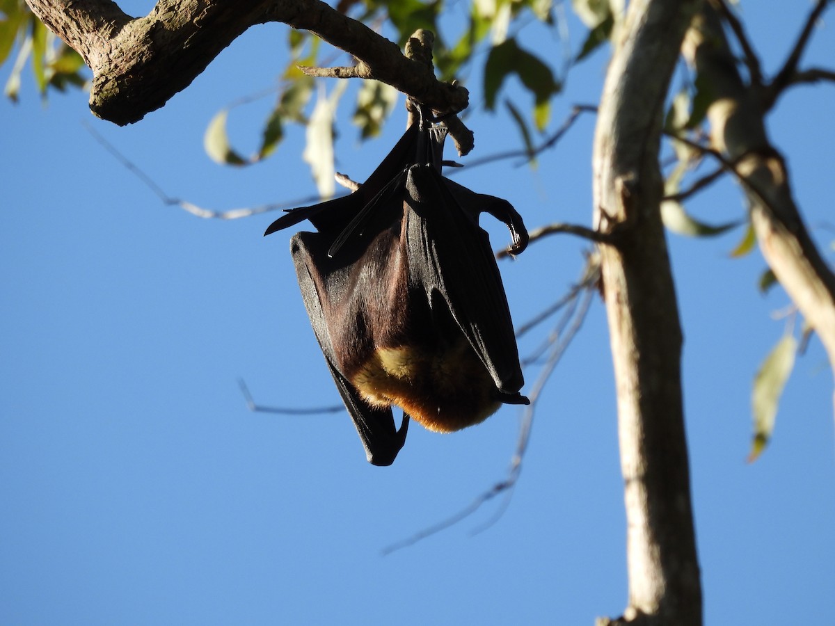 Flying-foxes - ML644665129
