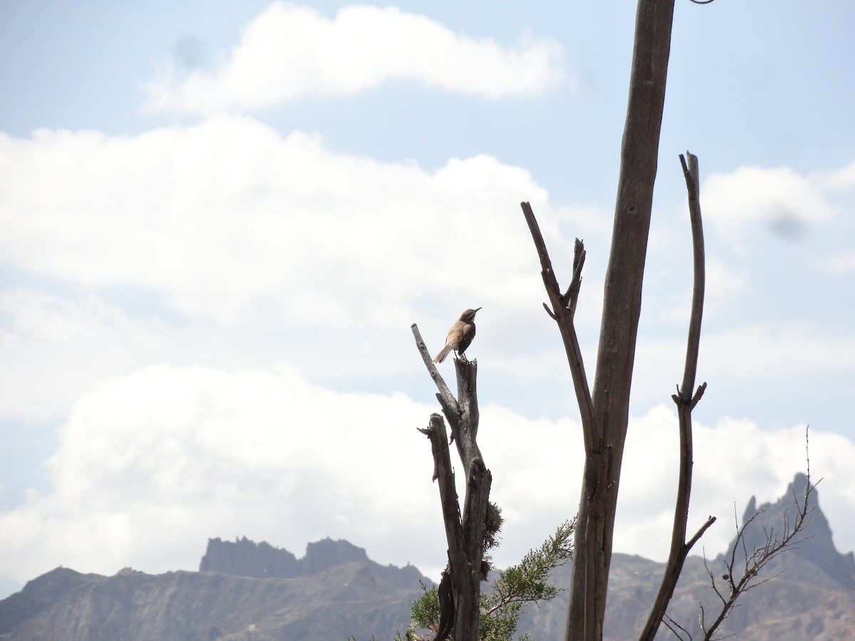 Brown-backed Mockingbird - ML644665138