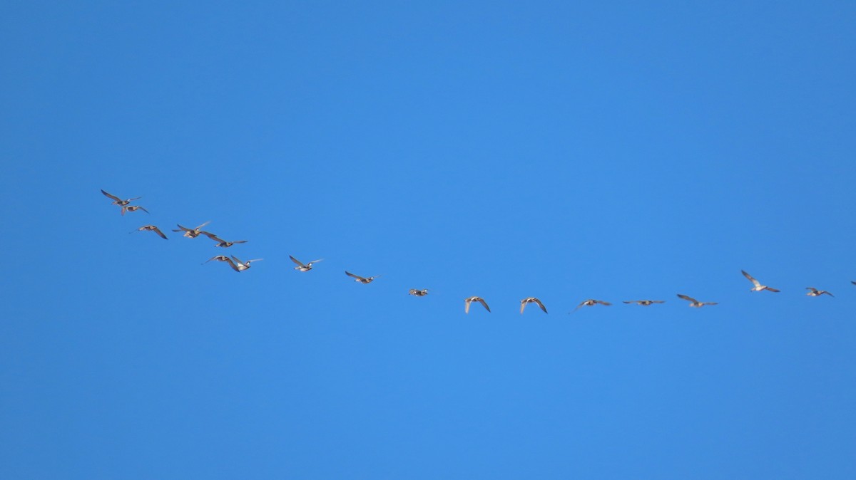 Бор нугас - ML644665146