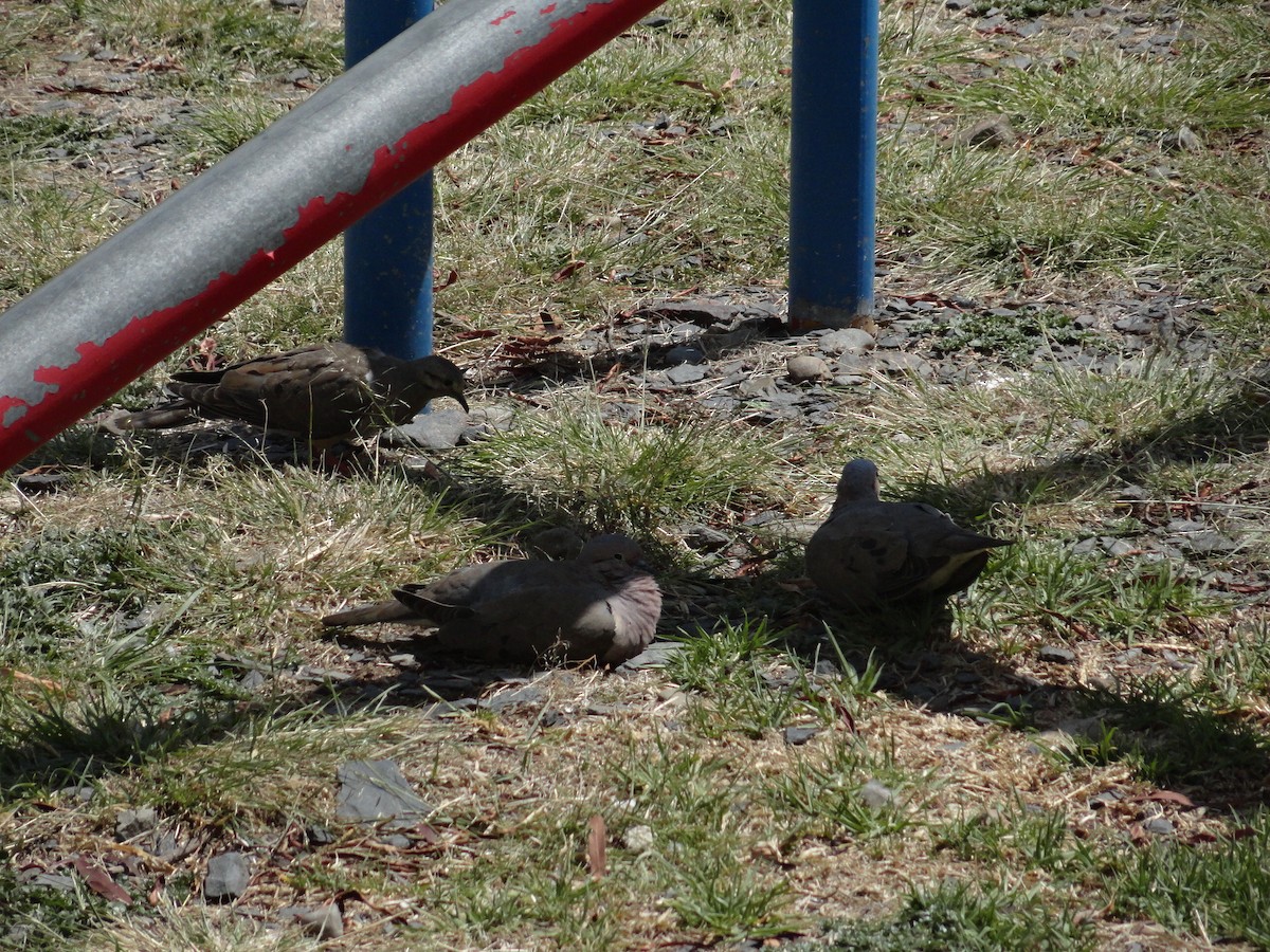 hrdlička černouchá - ML644665151